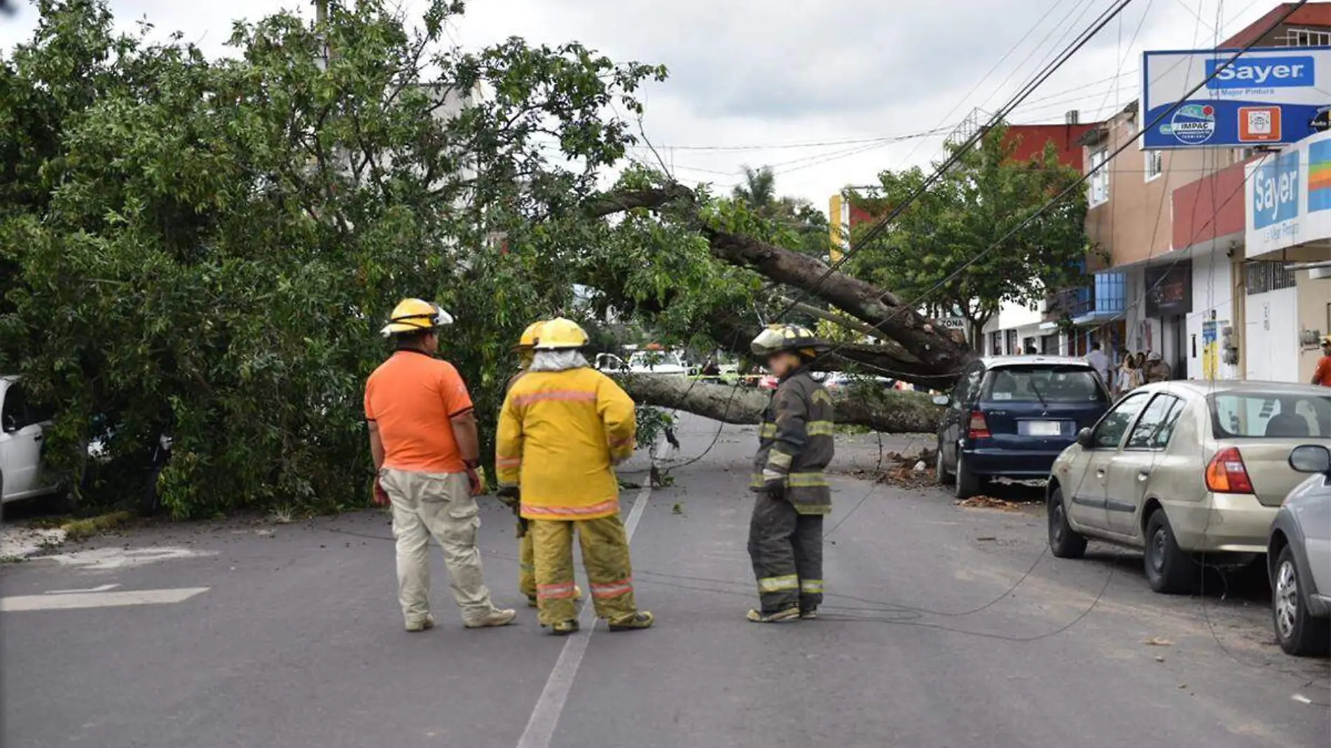 Caída de árbol en avenida 28 de Agosto de Xalapa